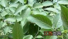 目前杜仲种植过程中存在哪些问题及原因 目前杜仲种植过程中存在哪些问题