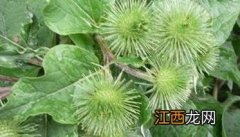 牛蒡病虫害发生规律，如何防治 牛蒡的病虫害防治