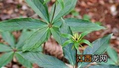 目前重楼的种植前景如何？ 重楼种植前景预测