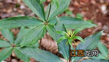 目前重楼的种植前景如何？ 重楼种植前景预测