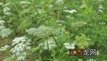 蛇床子种植时间 蛇床子种植时间及方法