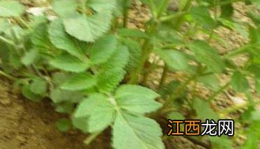 丹参如何繁殖 丹参的繁殖方法有哪些