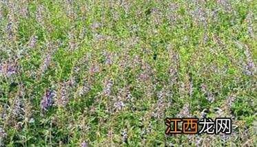 丹参收获时间 丹参采收时间