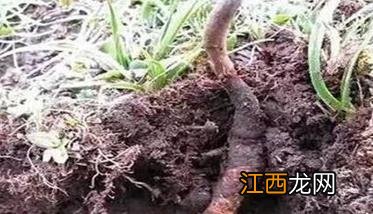 冬虫夏草的栽培方式与方法 冬虫夏草种植技术方法