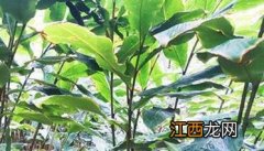 草果种植需要什么条件海拔 草果种植需要什么条件