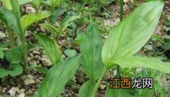 果园生草栽培技术 草果种植园的管理要点