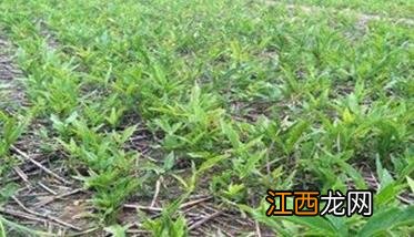 半夏种植：一年三熟的半夏种植技术要点