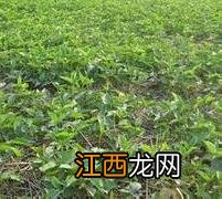 半夏种植：一年三熟的半夏种植技术要点