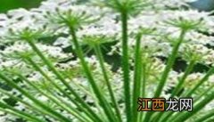 独活怎么种植 独活的栽培技术