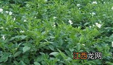 白芷种植后如何管理 种白芷怎么管理