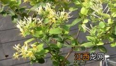 盆栽金银花的养殖方法 盆栽金银花的养殖方法和技术