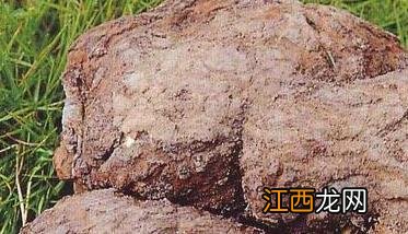 茯苓的功效与作用泡水喝的功效 茯苓的功效与作用