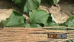 牛蒡的药用价值与用法图片 牛蒡的药用价值与用法