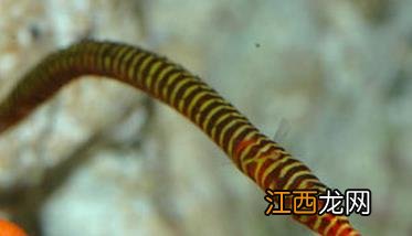 海龙的药用价值与功效 海龙的药用价值与功效与作用