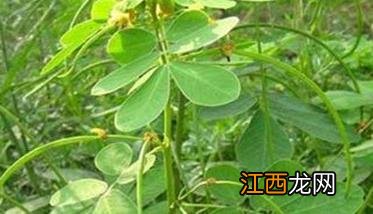 决明子种植时间和方法 决明子种植技术