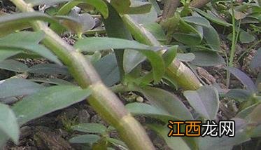 铁皮石斛怎样种植 铁皮石斛怎样种植在树上