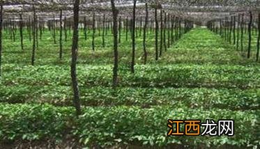 人参种植土壤环境要求标准 人参种植土壤环境要求