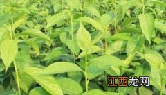 杜仲种植前景如何 杜仲种植时间和方法