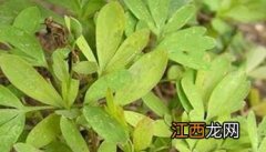 延胡索种植技术 延胡索种植时间