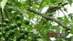 川楝子的作用与功效与作用是什么 川楝简介