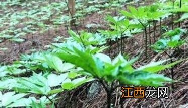 三七的种植技术与田间管理措施视频 三七的种植技术与田间管理措施