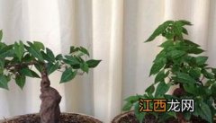 何首乌的种植方法 何首乌的种植方法和时间怎样管理何首乌的市场价格