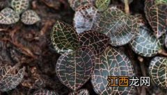 金线莲种植环境条件 金线莲适合在什么地方种植