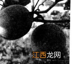 罗汉果的功效与作用及用法用量是多少 罗汉果的功效与作用及用法用量