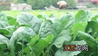 菠菜斑点病有哪些特征 菠菜起斑怎么处理