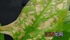 菠菜斑点病有哪些特征 菠菜起斑怎么处理