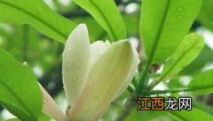 元胡种植技术 元胡种植技术及亩收益