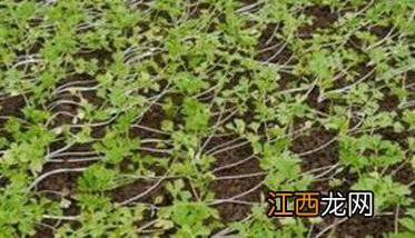 芹菜育苗方法和时间，芹菜育苗应选择什么品种