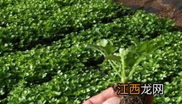 芹菜育苗方法和时间，芹菜育苗应选择什么品种