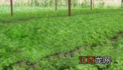 种植芹菜施什么肥好呢视频 种植芹菜施什么肥好