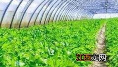 芹菜为什么要少施尿素，芹菜亩产量一般是多少