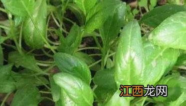 冬菠菜种植时间和方法 冬菠菜种植的方法与时间