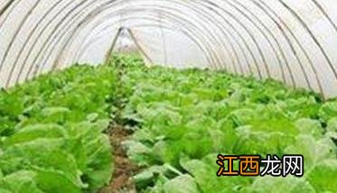 种植生菜如何施肥 种植生菜施肥时间