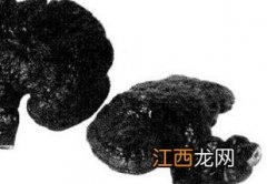 灵芝的功效与作用和用法用量 灵芝的功效及用法用量