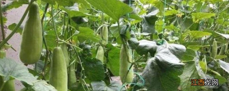 羊角酥瓜的栽培技术 羊角脆种植方法