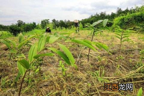 黄精种植方法及田间管理技术 黄精的栽培技术和管理