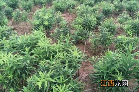 黄精种植方法及田间管理技术 黄精的栽培技术和管理