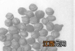 豆蔻的功效与作用图片 豆蔻的功效与作用