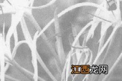 沉香的功效与作用的功能与主治 沉香的功效与作用