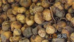 元胡的病虫害防治 元胡种植中有哪些病虫害