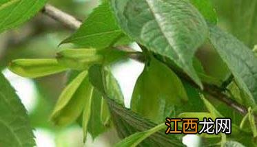 杜仲的种植技术 杜仲的栽培技术