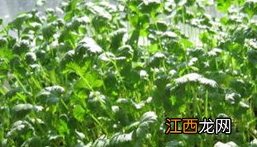 香菜阳台怎么种 香菜阳台怎么种植方法