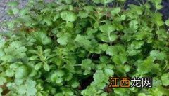 香菜阳台怎么种 香菜阳台怎么种植方法