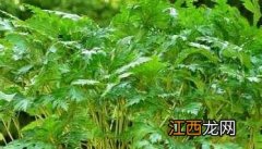 黄连种植区域 黄连高产种植管理技术