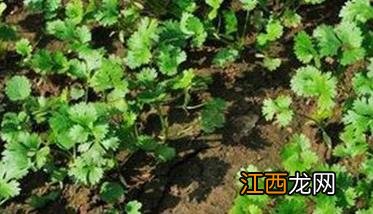 香菜怎么种植容易发芽 香菜怎么种植