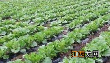 春季大白菜如何种植方法 春季大白菜如何种植